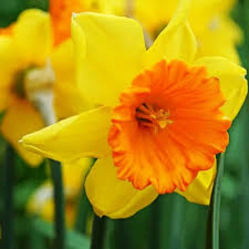 Pimpernel 
